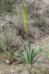 Eremurus fuscus