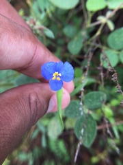 Commelina badamica