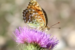 Argynnis elisa
