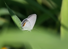Everes lacturnus
