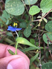 Commelina badamica