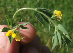 Lotus angustissimus
