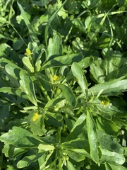 Ranunculus sceleratus