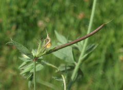 Lotus angustissimus