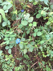 Commelina badamica