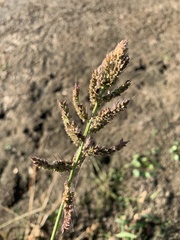 Echinochloa crus-galli
