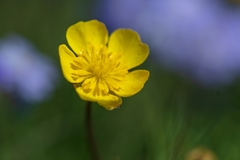 Ranunculus pulchellus