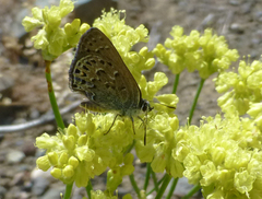 Satyrium behrii