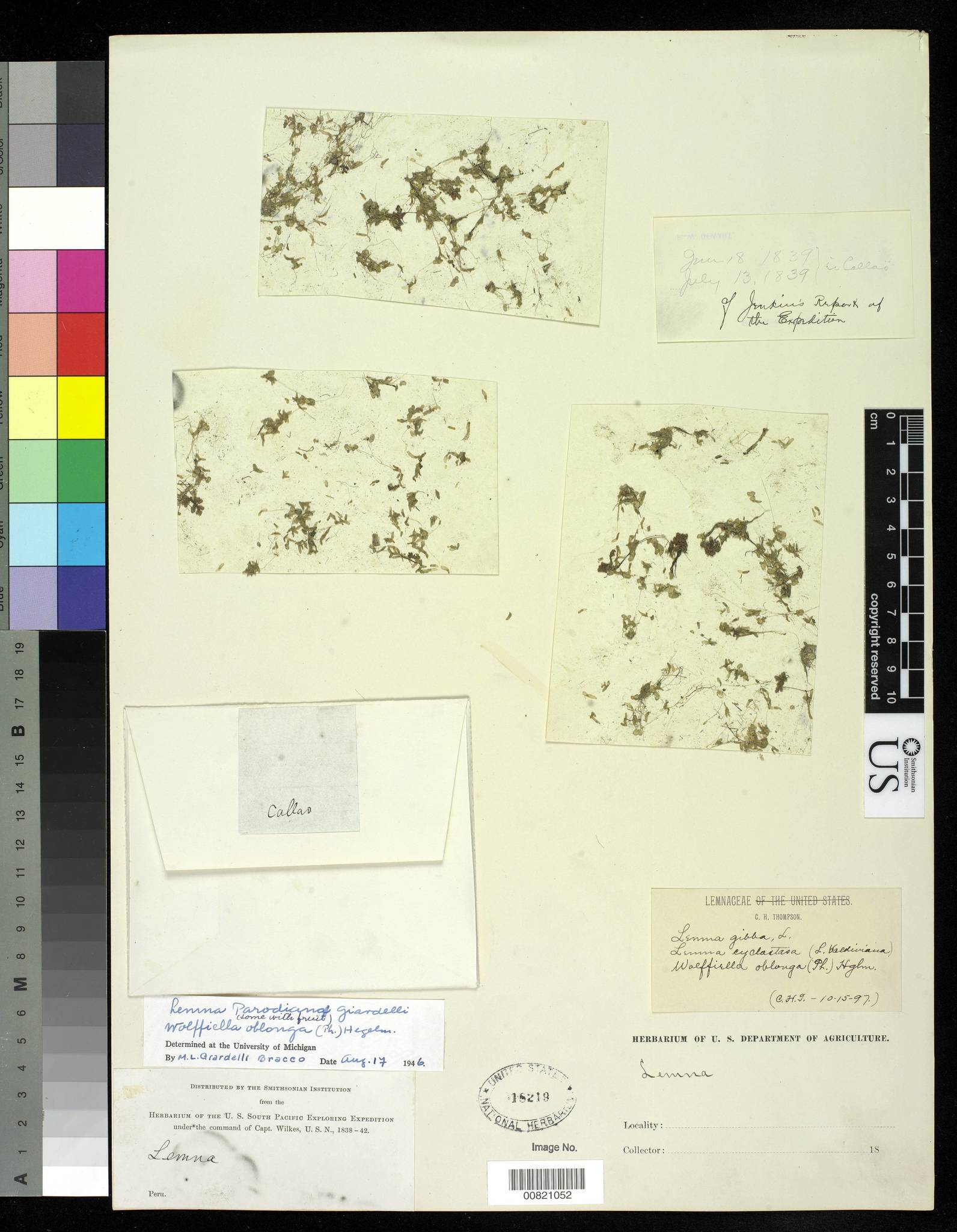 Wolffiella oblonga