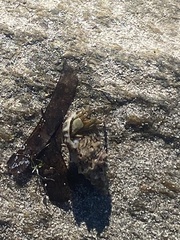 Clibanarius erythropus