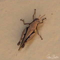 Catantopinae