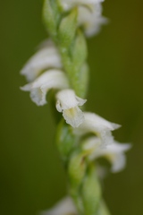 Spiranthes casei