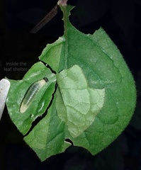 Pseudocoladenia dan