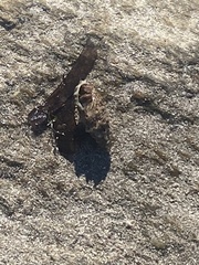 Clibanarius erythropus