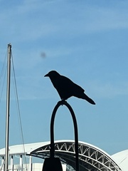 Corvus