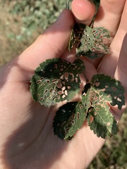 Xanthogaleruca luteola