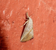 Hypena obacerralis