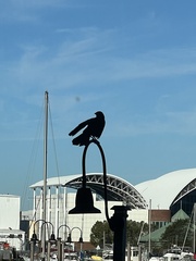 Corvus