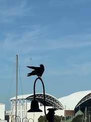 Corvus