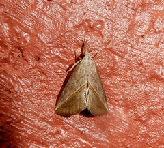 Hypena obacerralis