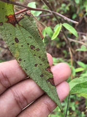 Alternaria