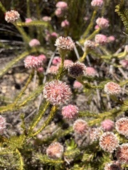 Serruria trilopha