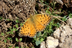 Argynnis elisa