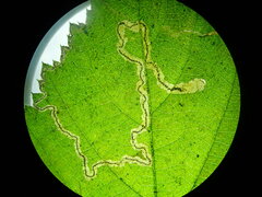 Stigmella splendidissimella