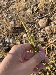 Amaranthus tuberculatus