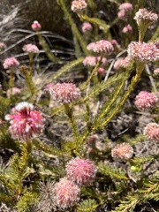 Serruria trilopha