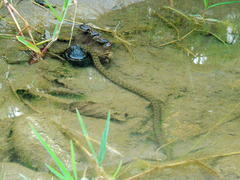 Natrix tessellata