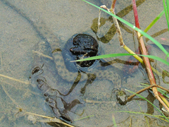 Natrix tessellata