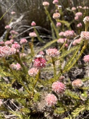 Serruria trilopha