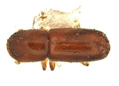 Xyleborus impressus