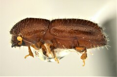 Xyleborus impressus