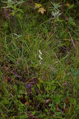 Spiranthes casei