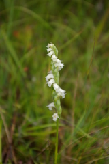Spiranthes casei