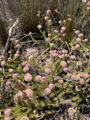 Serruria trilopha