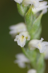 Spiranthes casei