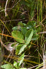 Fragaria virginiana