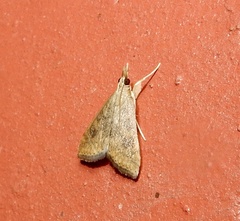 Udea ferrugalis
