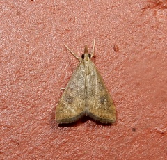 Udea ferrugalis