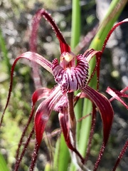 Caladenia chapmanii