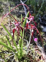 Caladenia chapmanii
