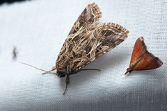 Spodoptera litura