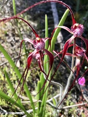 Caladenia chapmanii