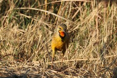 Macronyx capensis colletti