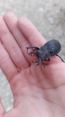 Lucanus tetraodon