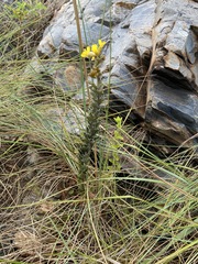Pearsonia sessilifolia image