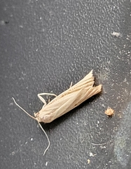 Limnaecia phragmitella